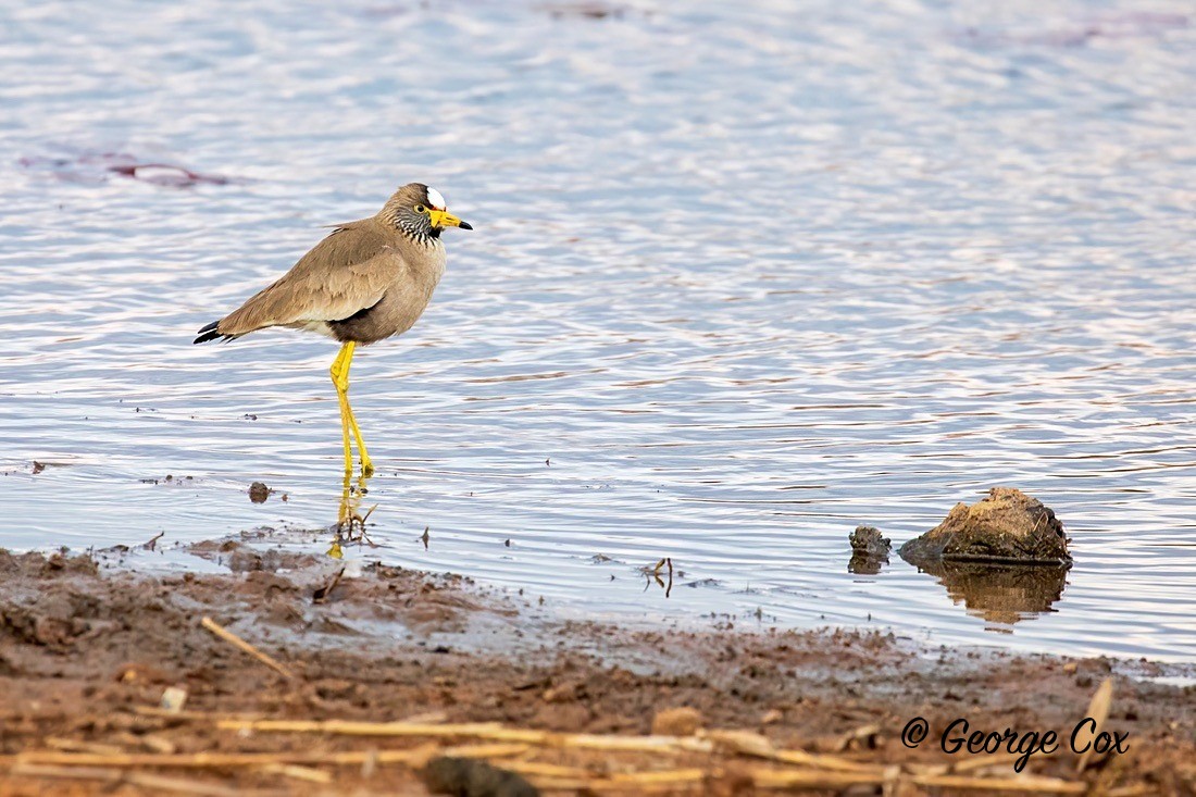 Bird Wattled Lapwing - South Africa - Limpopo