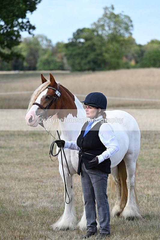 WJ7_8335 - In-hand Championship