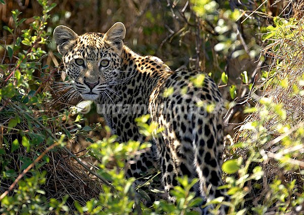 Leopard - Botswana
