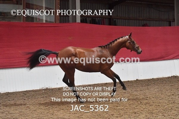 JAC_5362 - 7 L'Espirits Little Unicorn