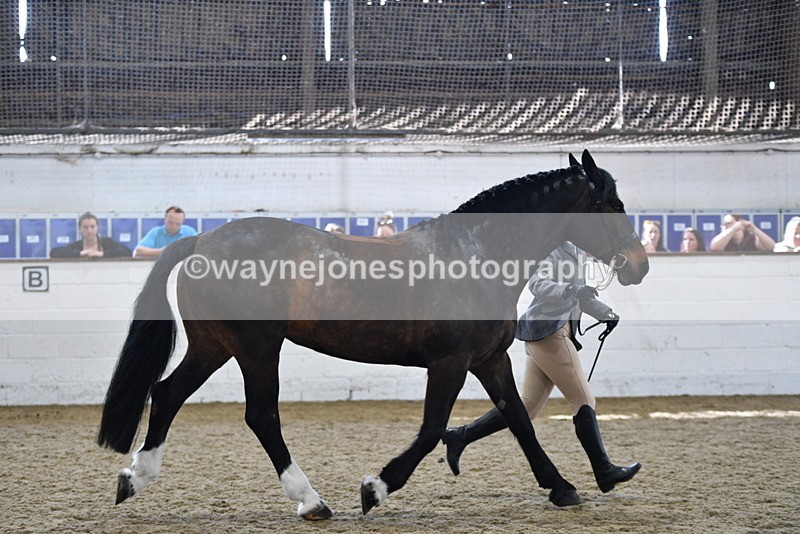 WJ5_4727 - Class 3 Part Bred In hand