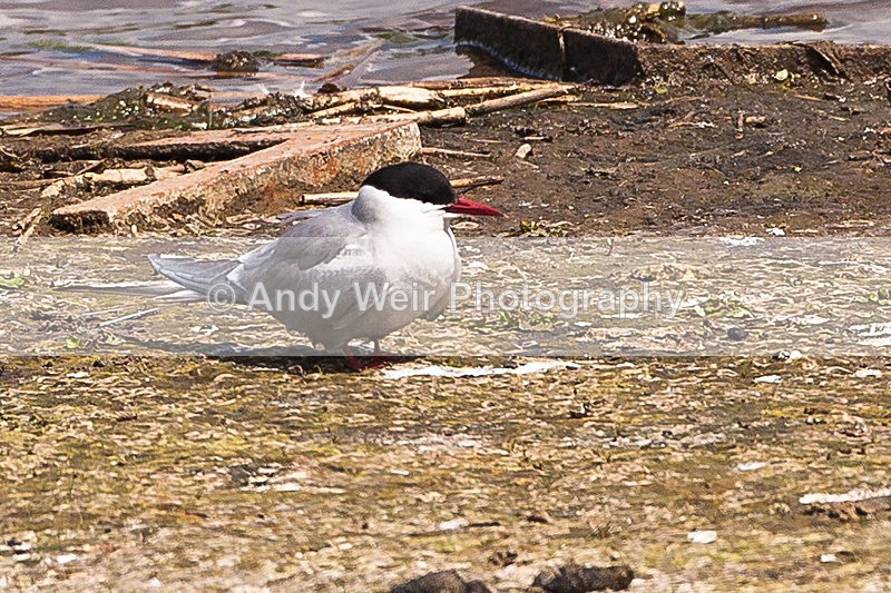 20130526-_MG_3609 - Gulls