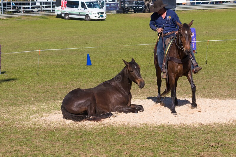 Guy McLean 7. 0A3A9329 - 2025 Senic Rim Clydesdale Spectacular