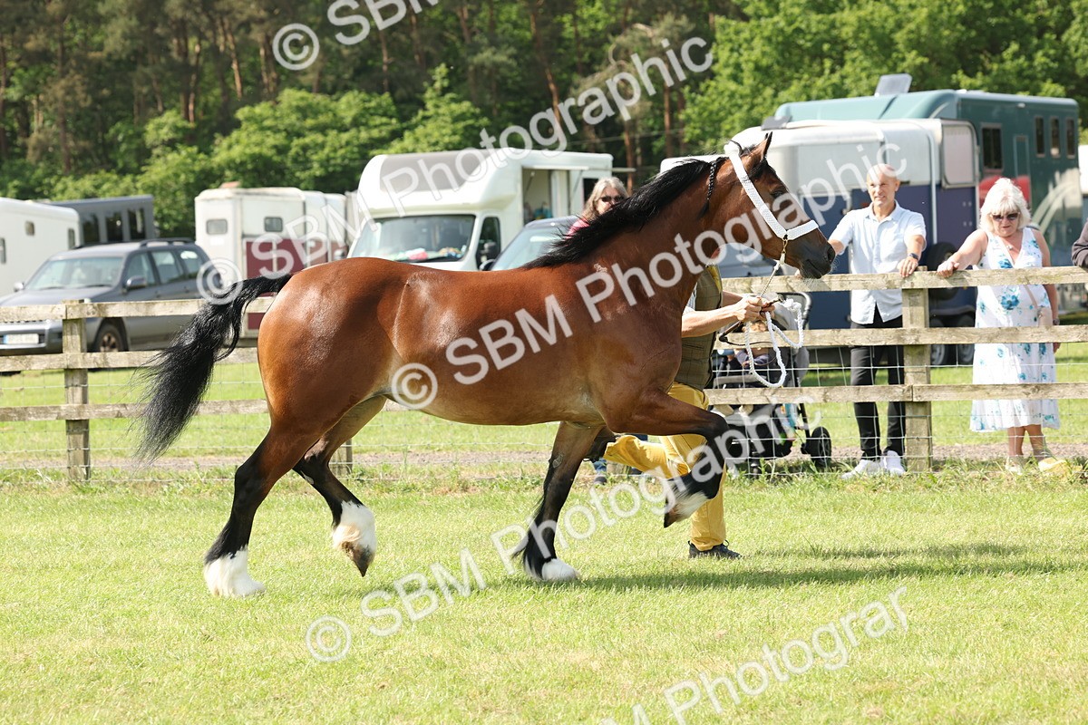 SBM_02247 - Class 6-13 - Mountatin and Moorland In Hand Welsh Breeds