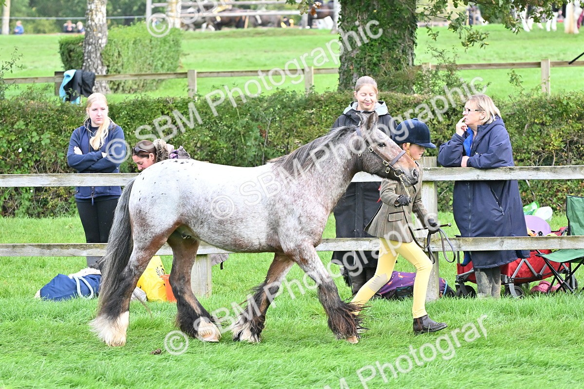 SBM_56901 - S45 - Coloured Pony In Hand