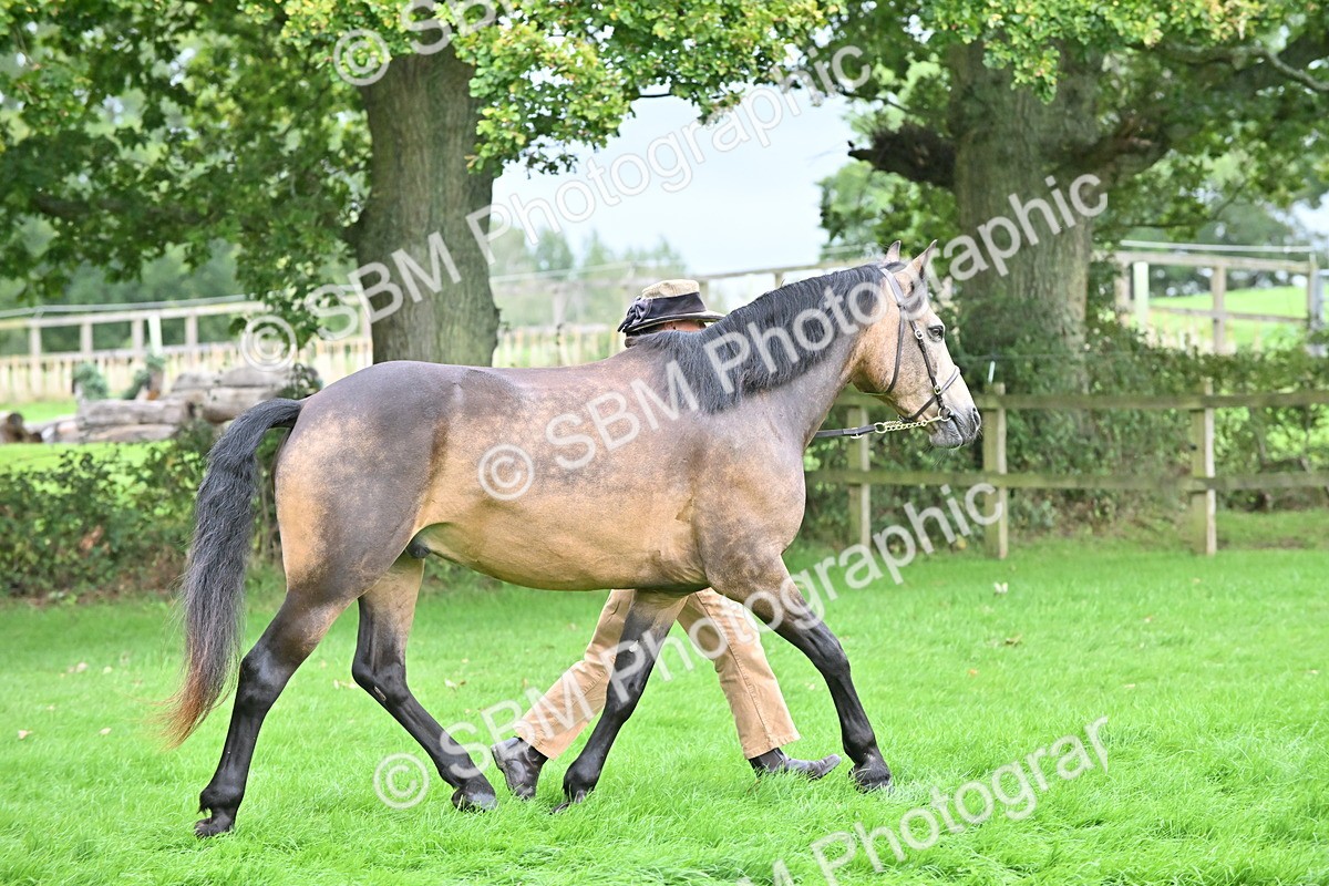SBM_63279 - S49 - Mountain & Moorland In Hand Large Breeds