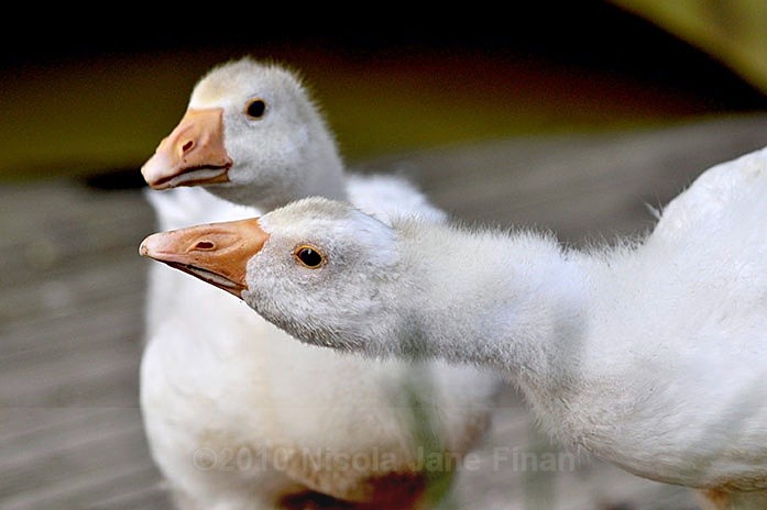 geese198jpg - Animals