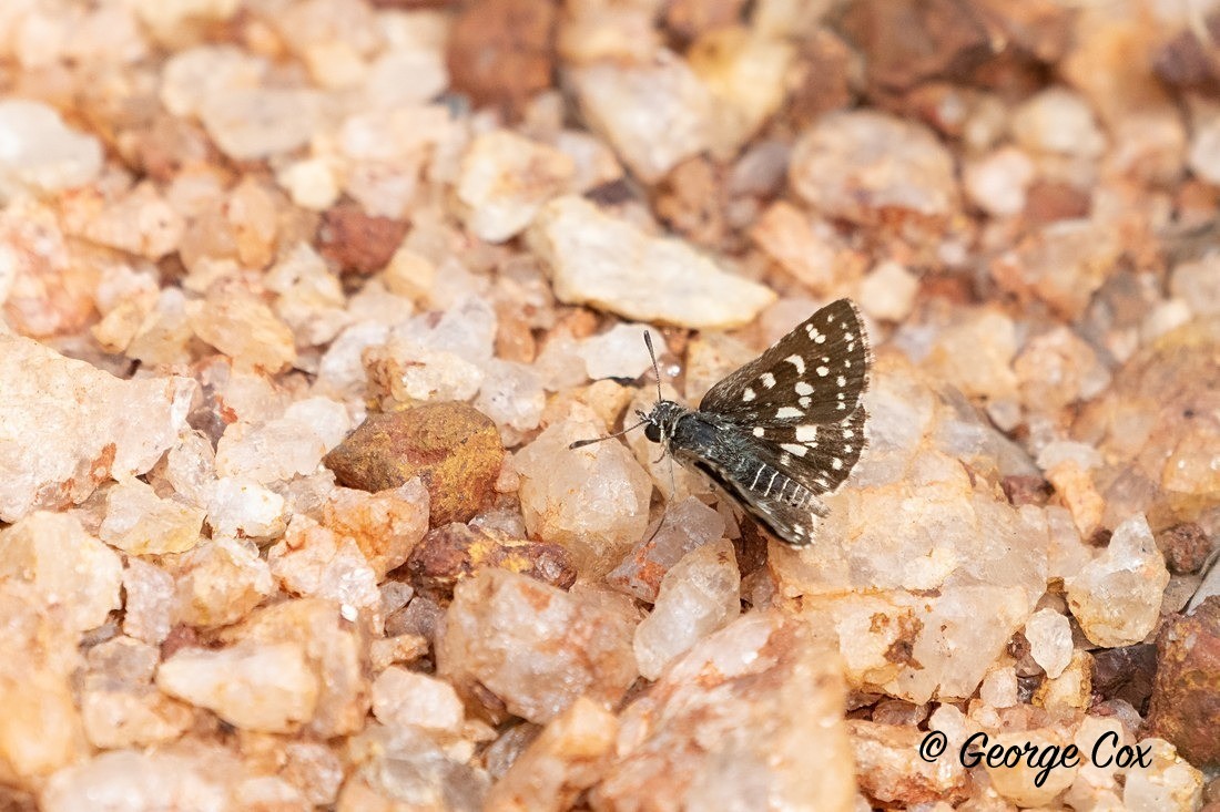 Grizzled Skipper - Sri Lanka