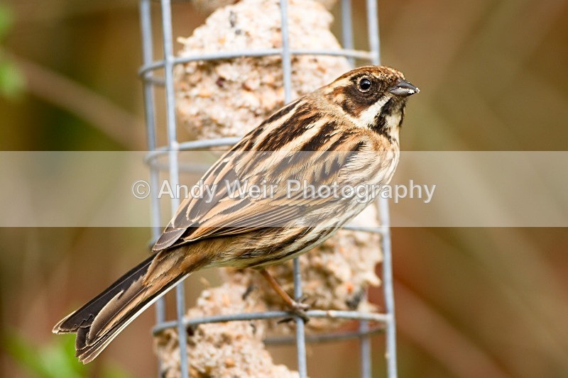 20120415-_MG_9541 - Buntings