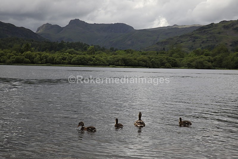 356A9650 - Lake District June 2017