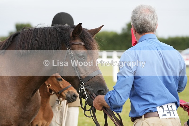 DSC04467 - Classes 44 & 45: NPS M&M Brood Mare and Foal