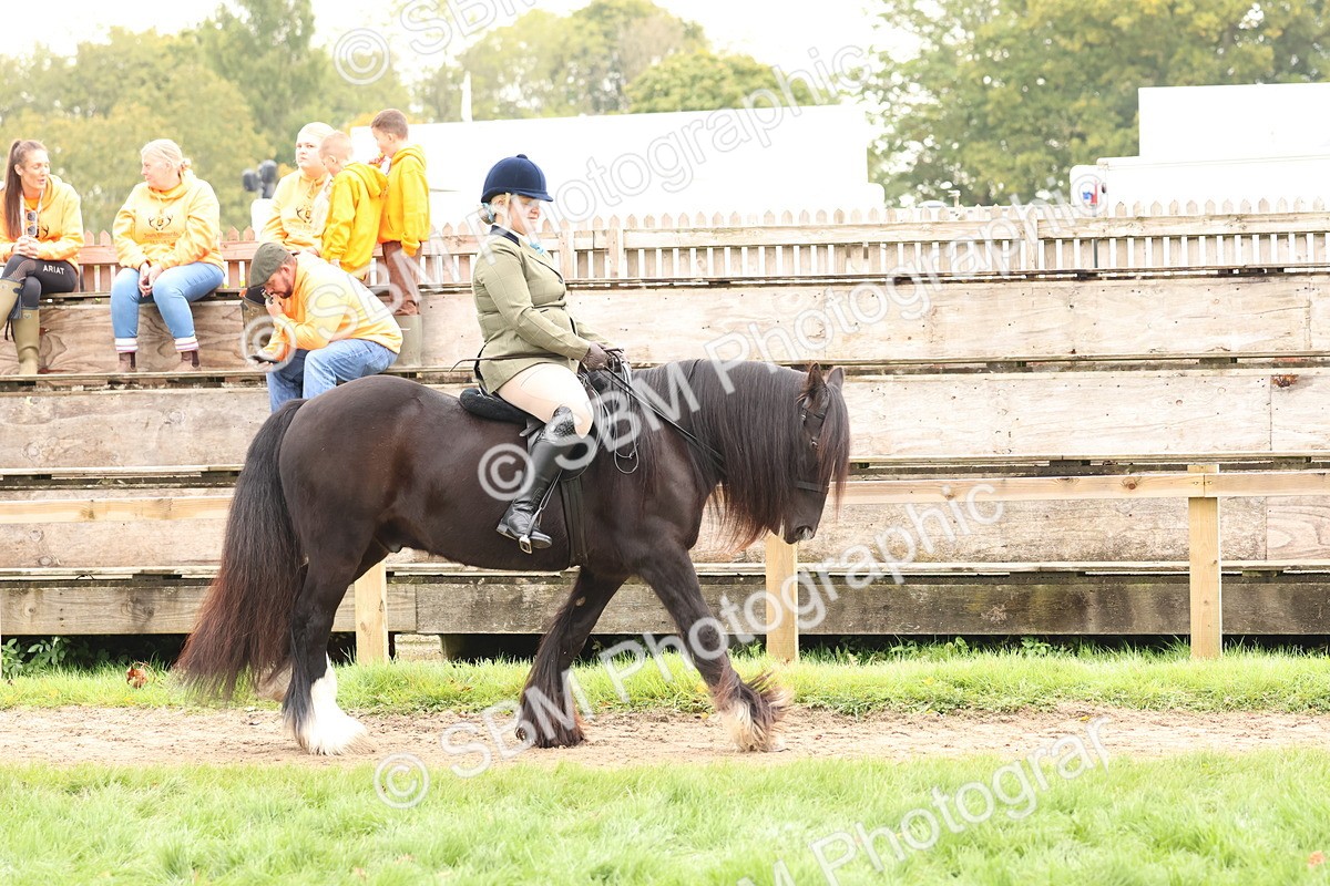 SBM_59821 - S36 - Rehabiliated Rescue Horse & Pony In Hand & Ridden