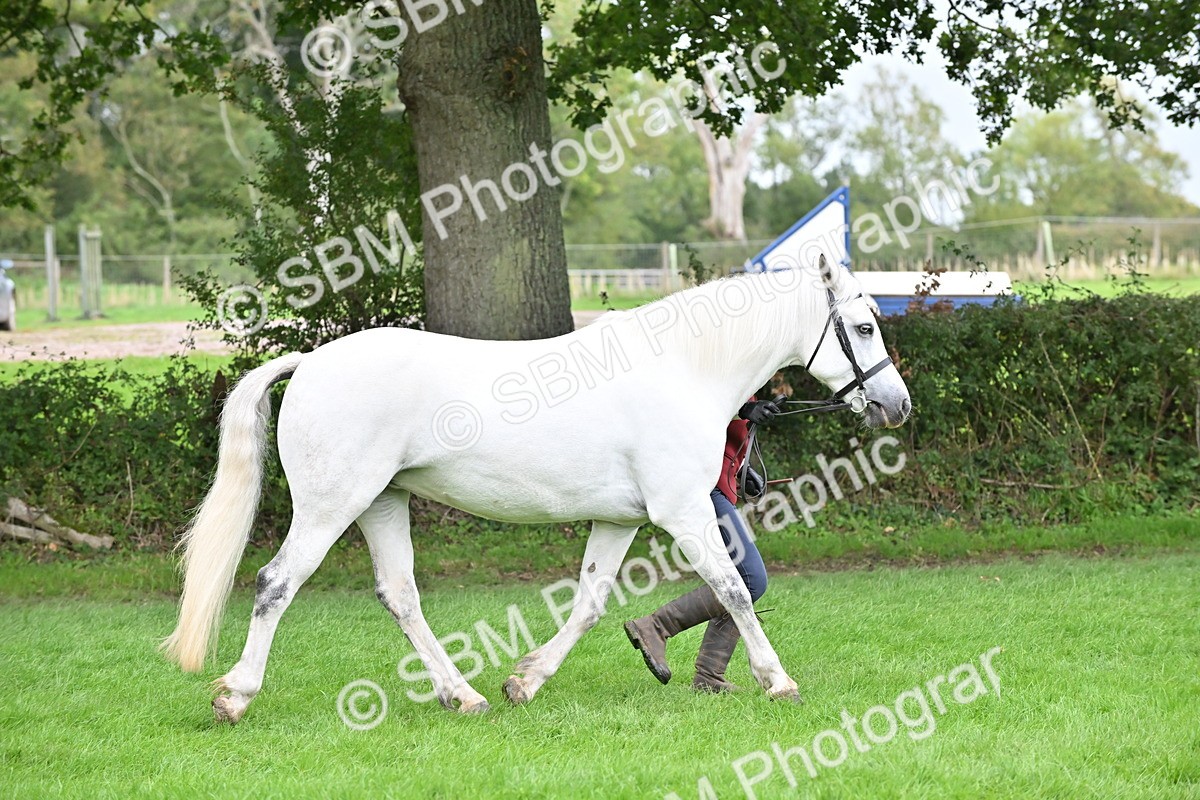 SBM_63283 - S49 - Mountain & Moorland In Hand Large Breeds