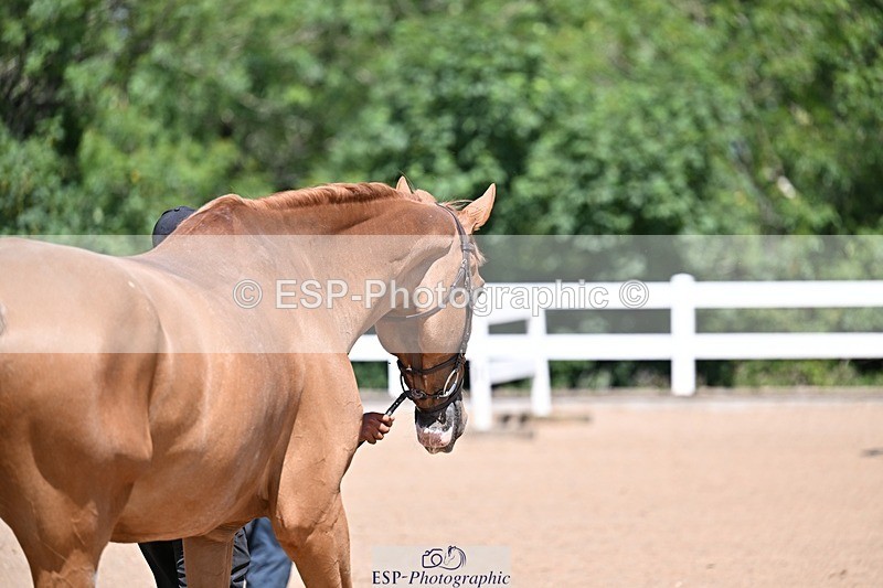 250716-123028-00023 - Trot Up 12.30 to 1.30
