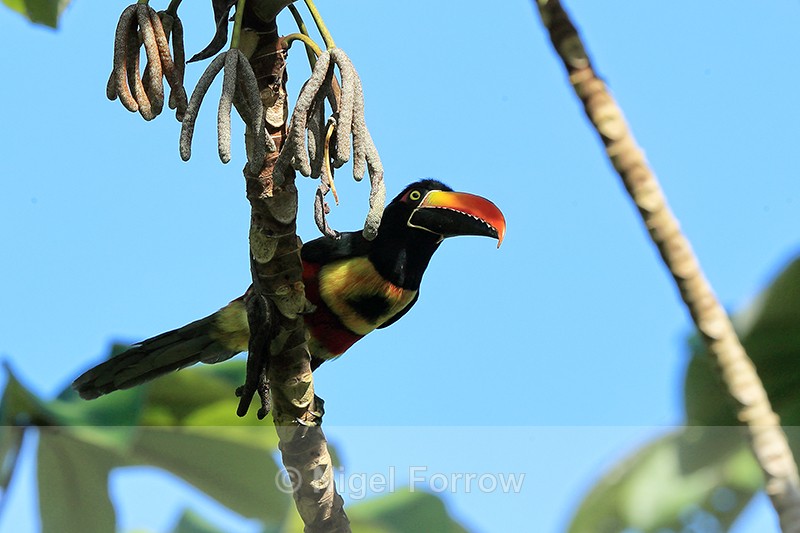 Fiery-billed Aracari front view, Costa Rica - Fiery-billed Aracari