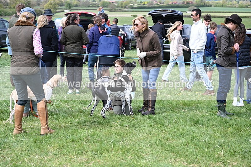 WJ6_8727 - Class 8 Best Working / Gun Dog or Bitch