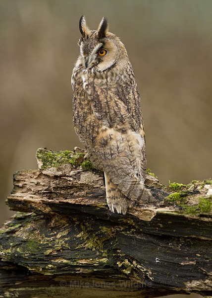 LONG EARED OWL / REF LEO 7 - ' LONG EARED OWLS '