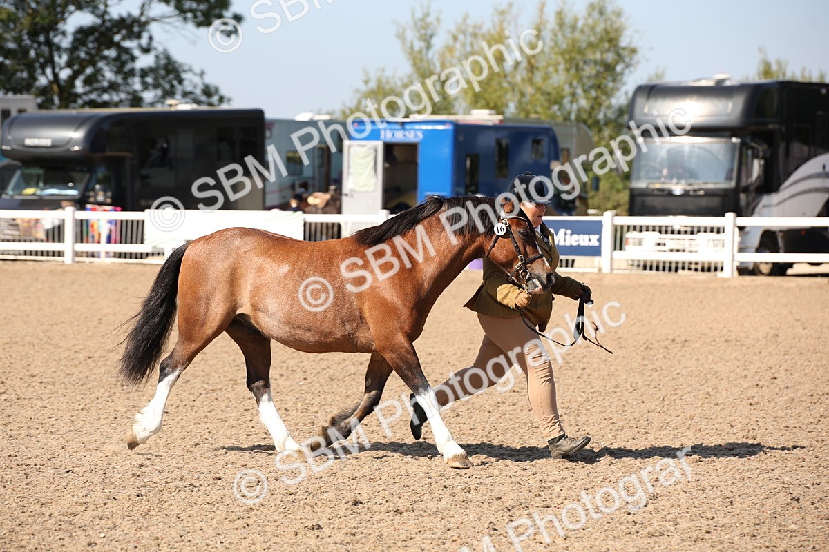 SBM_02764 - Class 16 IH M&M Wildcard