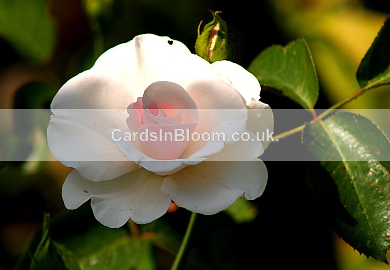 Rose - Peace 2 - ROSES