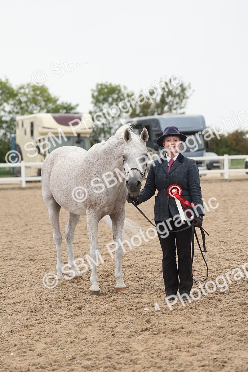 SBM_19438 - Class 317 - IH Pure Bred Horse-Pony