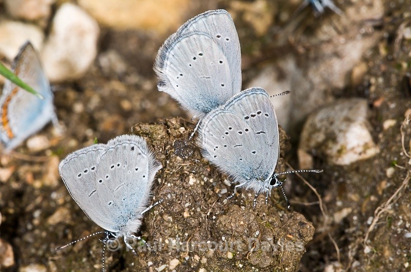  - Bugs: Butterflies