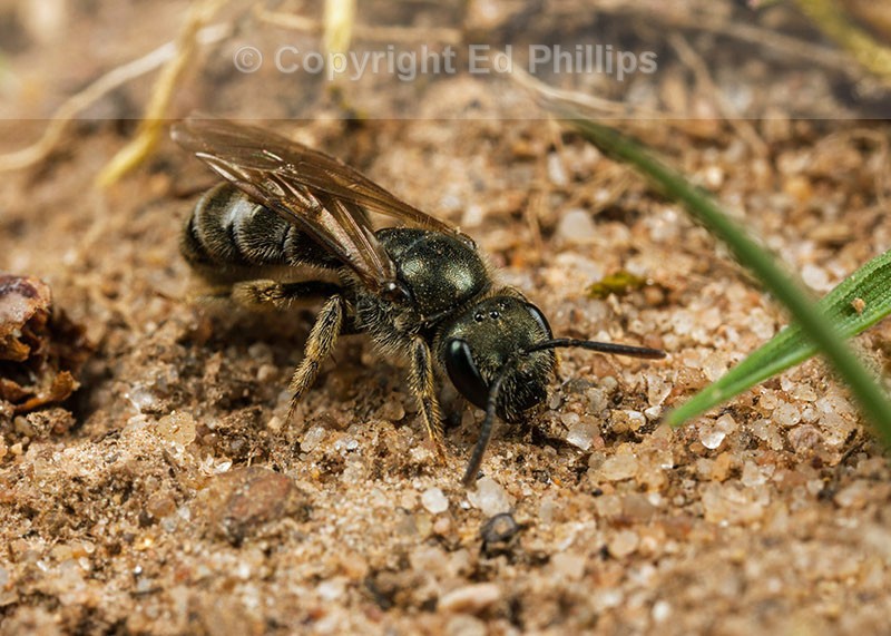 Halictus tumulorum (f)