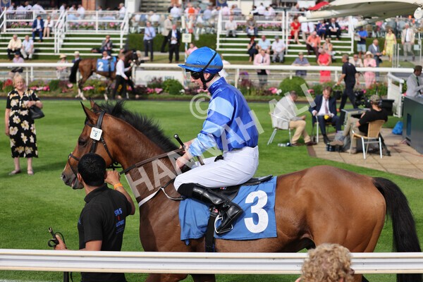 yr08072022r7-5 - Race 7 5.30pm Jigsaw Sports Branding Handicap