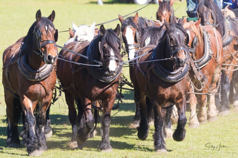 Marlie 11 Horse Draft Team 3. 0A3A9192 - 2025 Senic Rim Clydesdale Spectacular