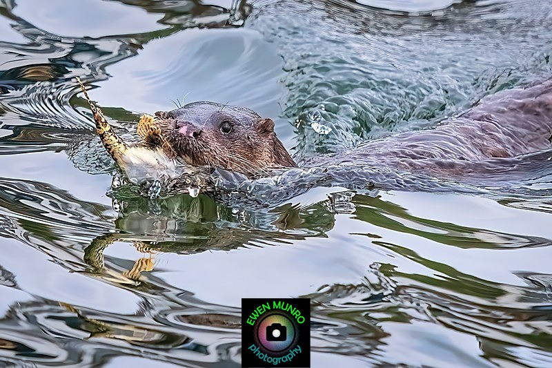 DO-12-Oban Bay, Argyll - 'DRATSIE' (AKA Otters)