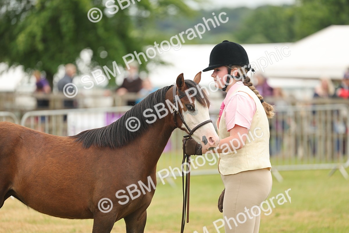 SBM_02174 - Class 50-57 - M&M Welsh Pony In Hand