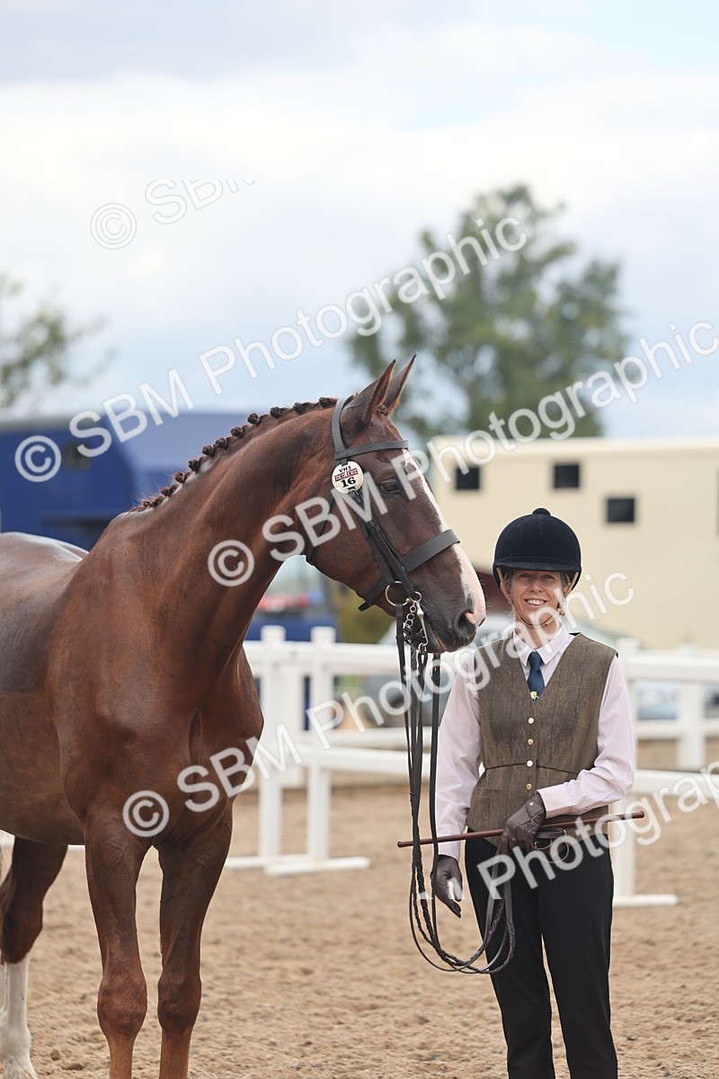 SBM_07771 - Class 27 - IH Competition Horse/Pony