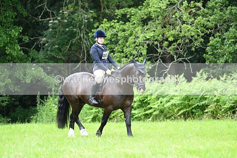 WJ7_3872 - Class 14A Handsome Gelding