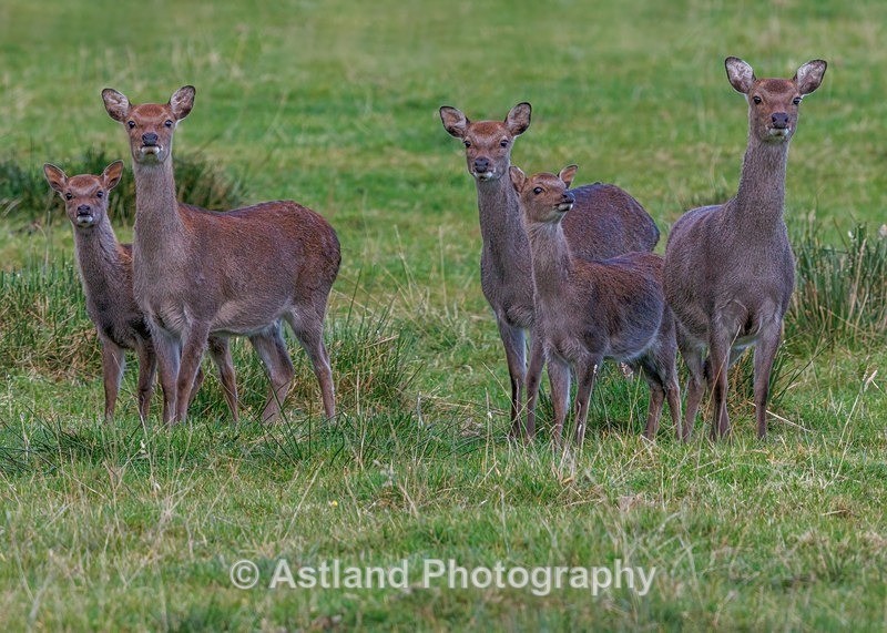 Astland Photography, Bird and Wildlife Images, Susan and Peter Wilson, U.K.