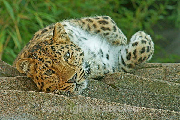Amur leopard - Milena (Colchester Zoo) - Amur Leopards
