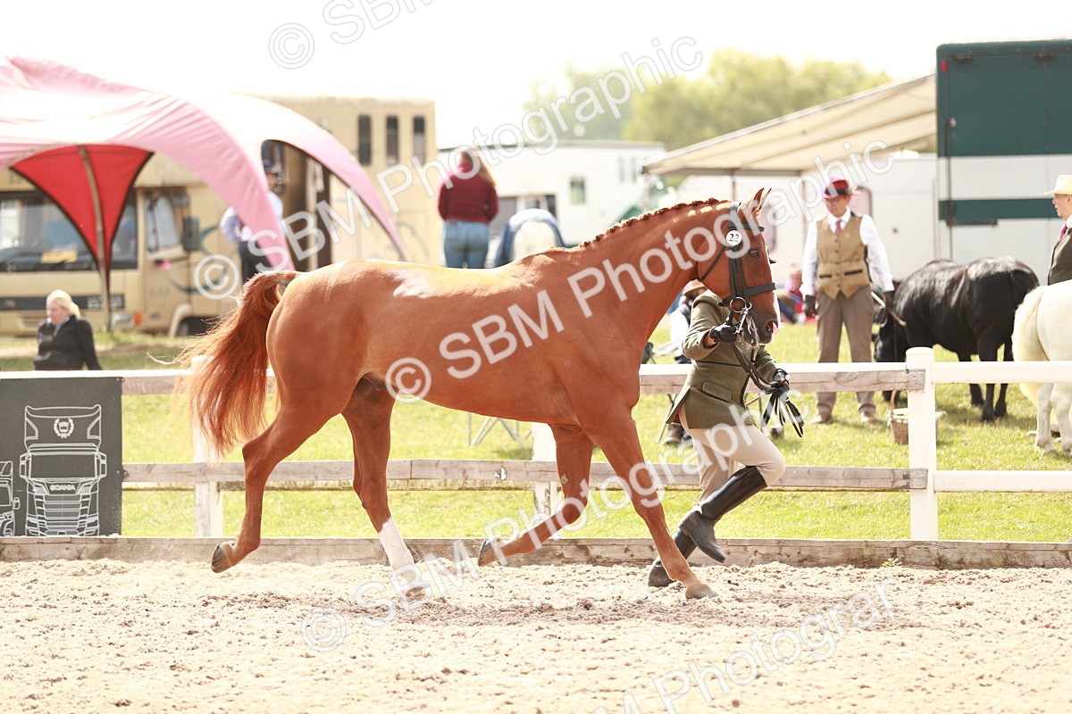 SBM_13177 - Class 208 IH Veteran Horse