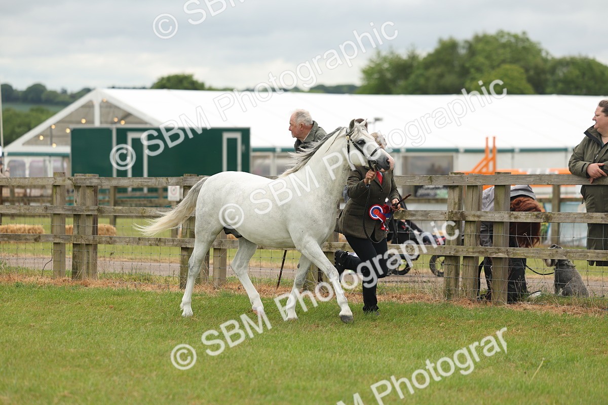 SBM_02319 - Class 50-57 - M&M Welsh Pony In Hand