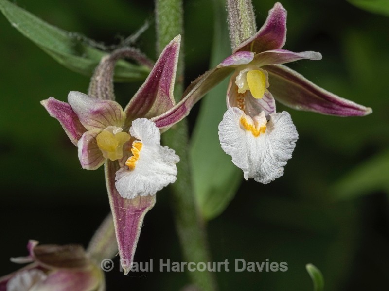 Marsh Helleborine (Epipactis palustris) - Wild Orchids 2021