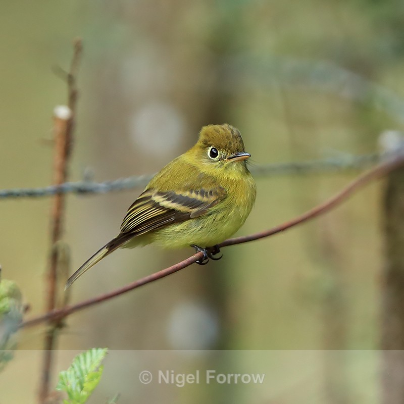 Yellowish Flycatcher perched on wire, Costa Rica - Yellowish Flycatcher