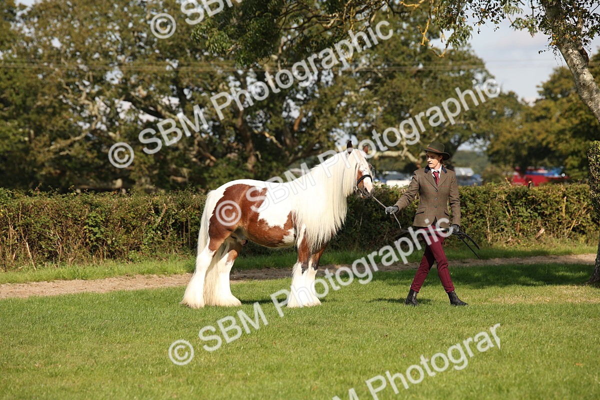 SBM_62208 - S55 - Traditional Cob In Hand