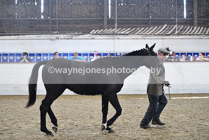 WJ5_4809 - Class 3 Part Bred In hand