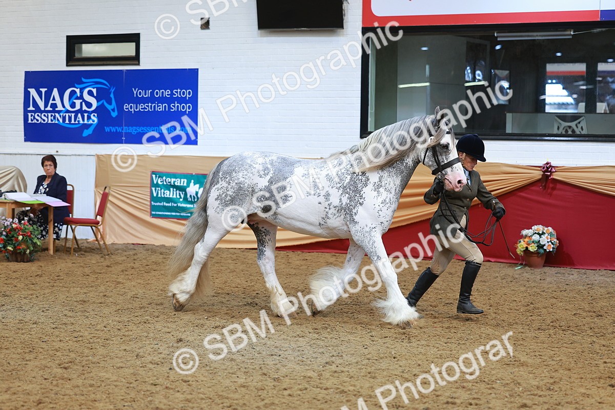 SBM_12625 - Class 103 - HOYS Veteran Qualifier - Ridden Pre Vet
