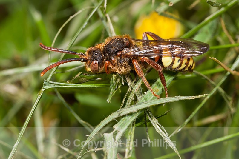 Nomada lathburiana  - Male - Nomada lathburiana