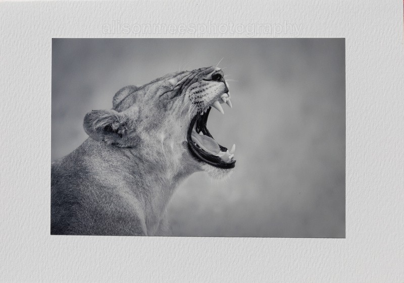018 Lioness Yawn B + W - For Sale - Handmade Cards £2.50 each