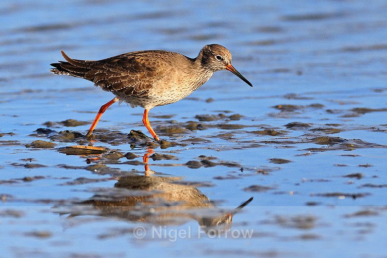 Reflection of a Redshank wading at low water in Brownsea Lagoon - Redshank