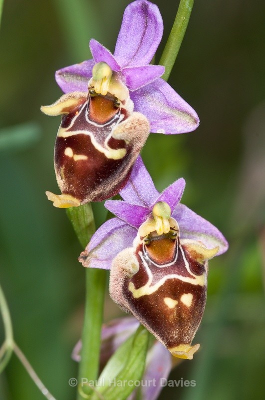  - Orchids - Crete