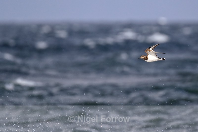 Turnstone in flight wings up, Scotland - Turnstone