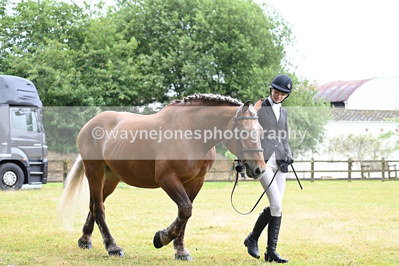 WJ7_6083 - Class 4a Prettiest Mare over 14hh