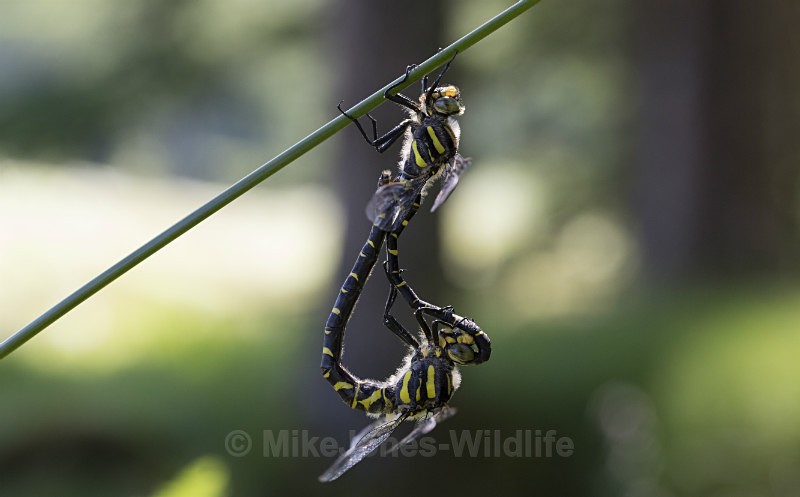 Golden ringed Dragonfly, Isle of Mull, Scotland - ISLE OF MULL WILDLIFE, Wildlife images from the Inner Hebrides