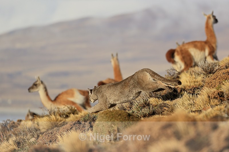 Puma Escacha at full stretch chasing Guanacos, Torres del Paine - Puma