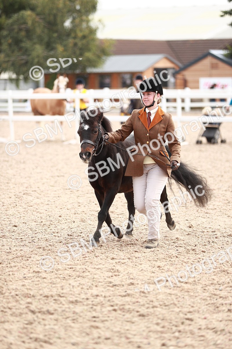 SBM_11875 - Class 206 IH Non Show Type Pony